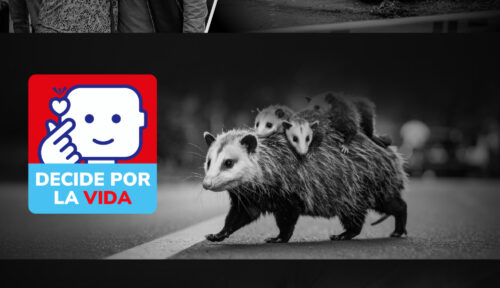 Plan de Medios